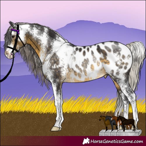 Horse Color:Silver Buckskin Sabino Appaloosa Rabicano 