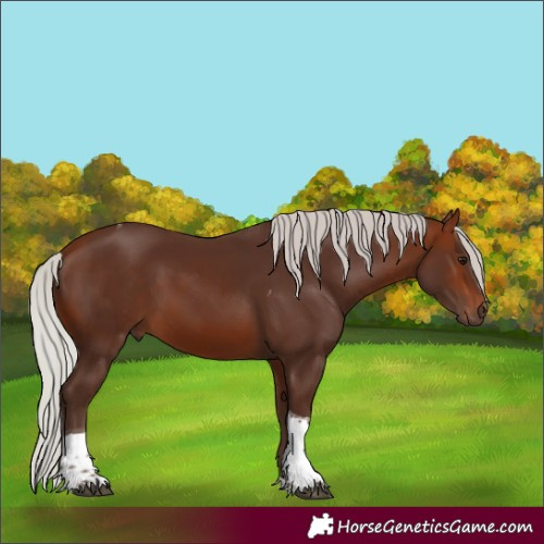 Horse Color:Silver Bay Tobiano