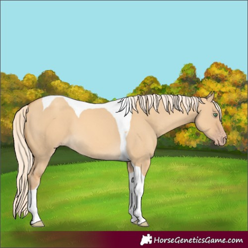 Horse Color:Gold Cream Champagne Dun Tobiano 