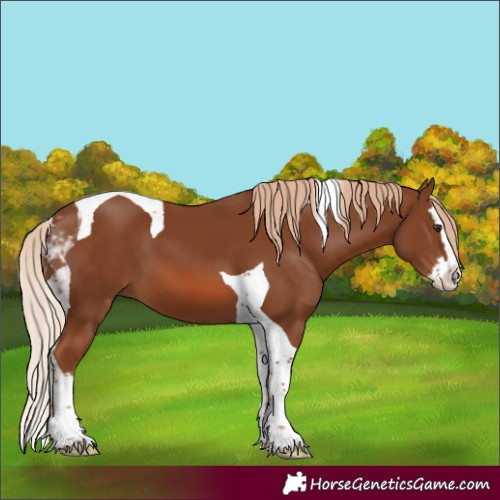 Horse Color:Chestnut Splash Tobiano