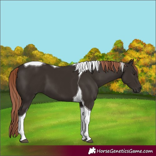 Horse Color:Liver Chestnut Tobiano 