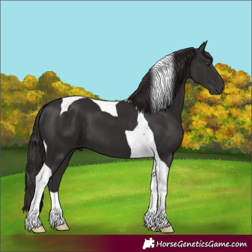 Horse Color:Liver Chestnut Tobiano