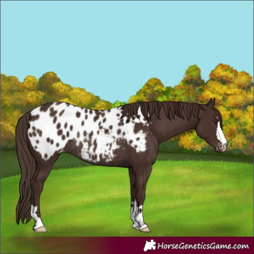 Horse Color:Liver Chestnut Appaloosa Rabicano