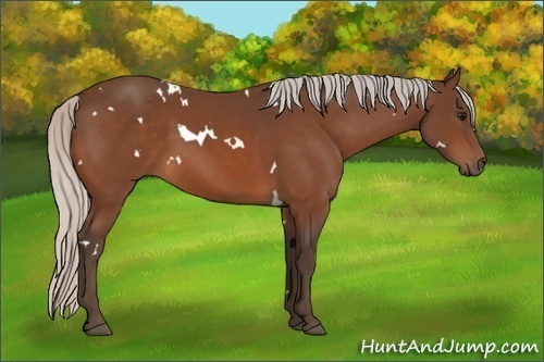 Horse Color:White Spotted Silver Bay 