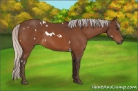 Horse Color:White Spotted Silver Bay 