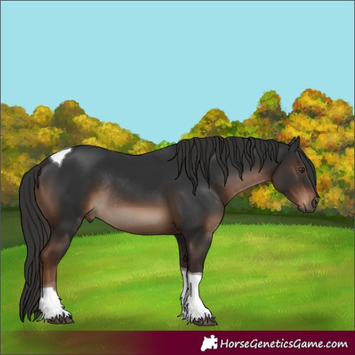 Horse Color:Liver Chestnut Tobiano Rabicano 