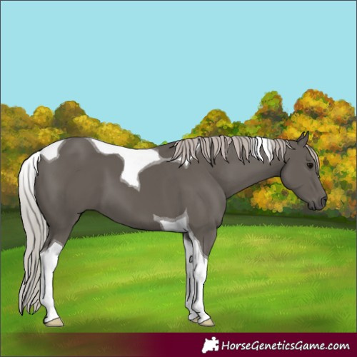 Horse Color:Silver Black Tobiano