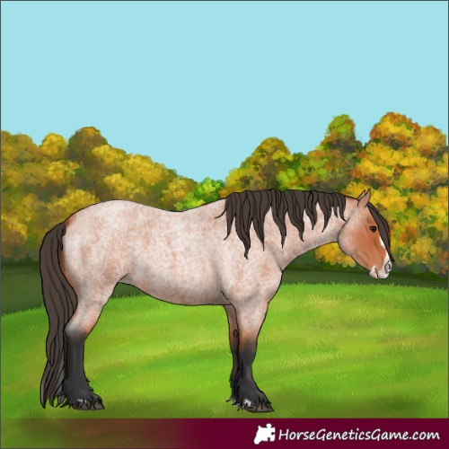 Horse Color:Bay Roan Splash 