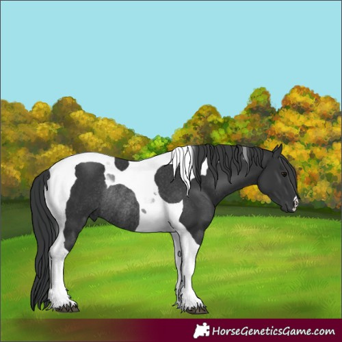 Horse Color:Black Tobiano Rabicano 