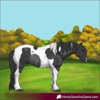 Horse Color:Black Tobiano Rabicano 