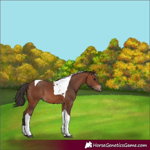 Horse Color:Bay Tobiano Rabicano 
