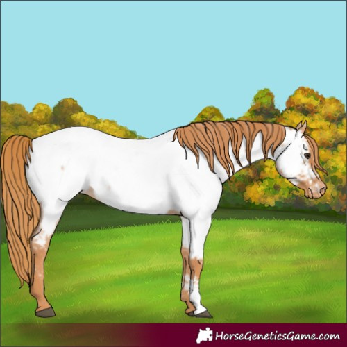 Horse Color:Red Roan Appaloosa