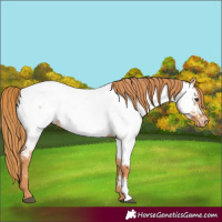 Horse Color:Red Roan Appaloosa 