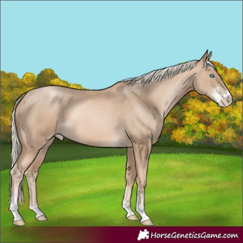 Horse Color:Chocolate Palomino Pearl Sabino 