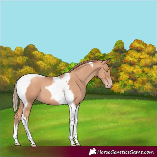 Horse Color:Gold Champagne Tobiano 