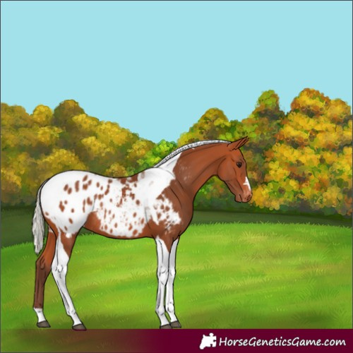 Horse Color:Silver Bay Tobiano Appaloosa Rabicano