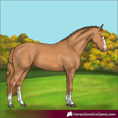 Horse Color:Chestnut 