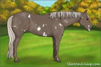 Horse Color:White Spotted Silver Black 