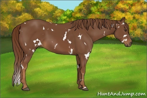Horse Color:White Spotted Chestnut