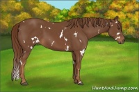 Horse Color:White Spotted Chestnut 