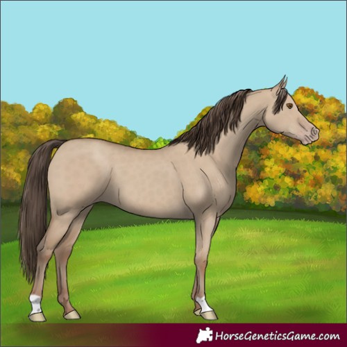 Horse Color:Classic Champagne Dun 