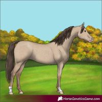 Horse Color:Classic Champagne Dun