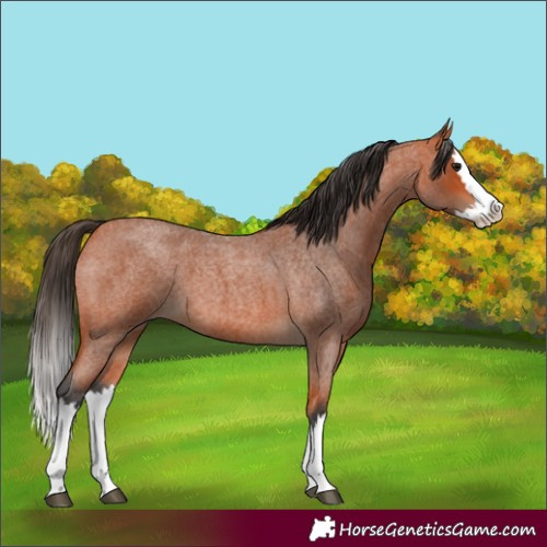 Horse Color:Bay Roan Splash