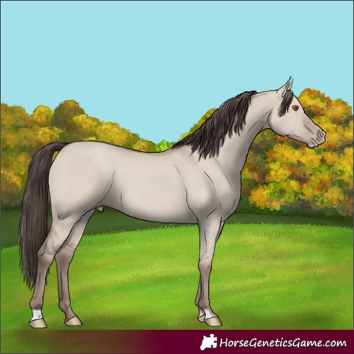 Horse Color:Classic Champagne Dun 