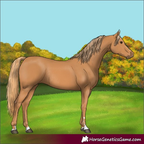 Horse Color:Chestnut Rabicano