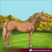 Horse Color:Chestnut Rabicano