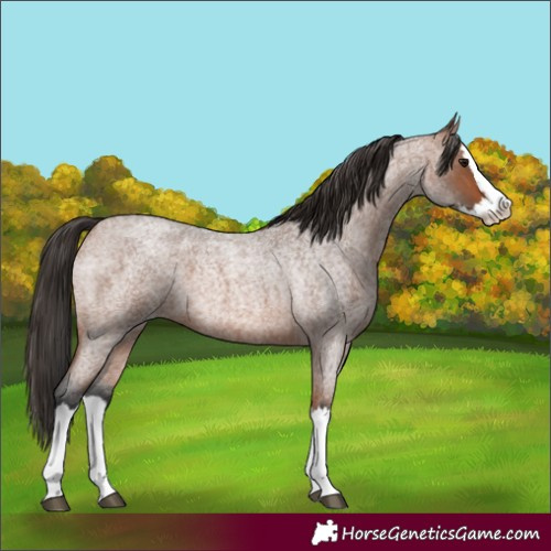 Horse Color:Bay Roan Splash