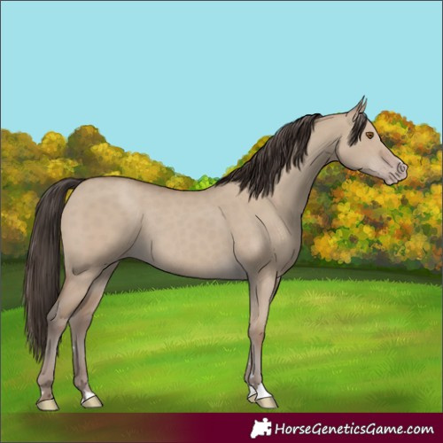 Horse Color:Classic Champagne Dun