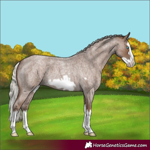 Horse Color:Silver Blue Roan Splash Frame 