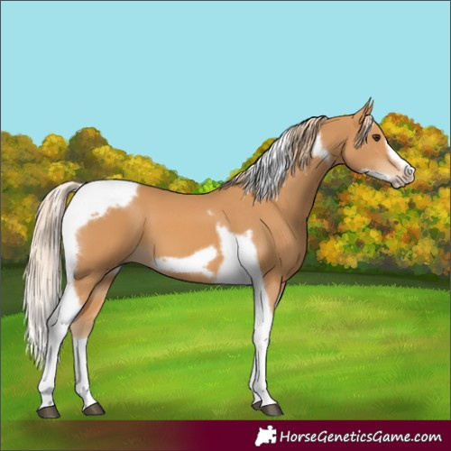 Horse Color:Chestnut Tobiano Frame
