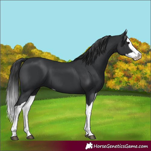 Horse Color:Black Splash