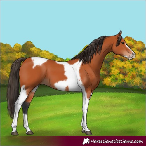 Horse Color:Bay Tobiano Frame 