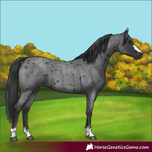 Horse Color:Blue Roan