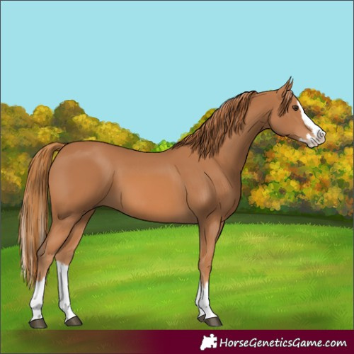 Horse Color:Chestnut Splash