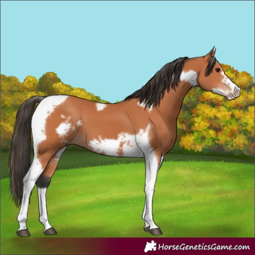 Horse Color:Bay Tobiano Frame
