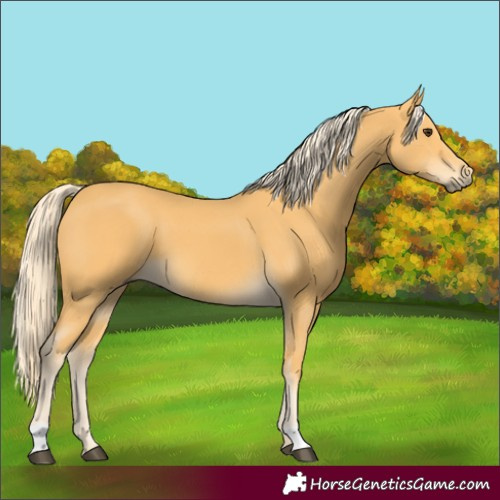 Horse Color:Palomino