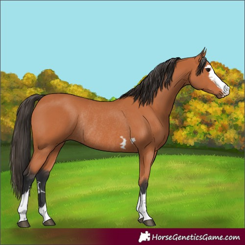 Horse Color:Bay Rabicano 