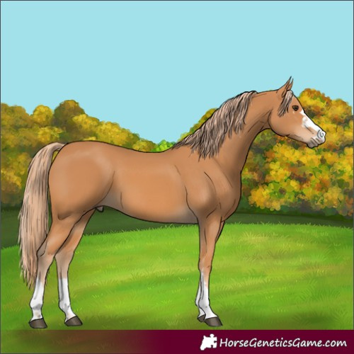 Horse Color:Chestnut 