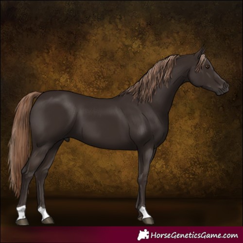 Horse Color:Liver Chestnut