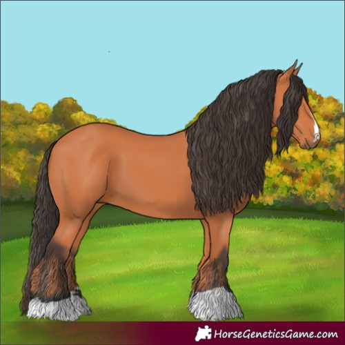 Horse Color:Bay 