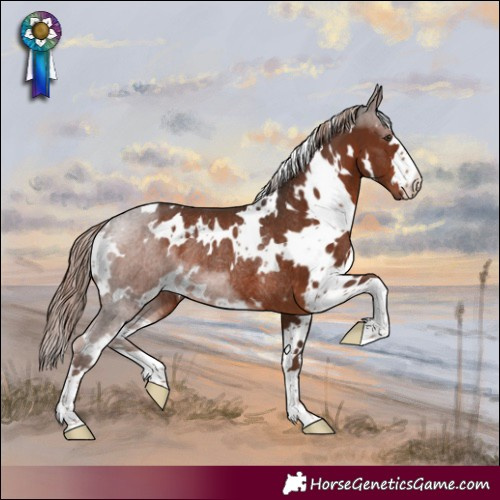 Horse Color:White Spotted Liver Chestnut Rabicano