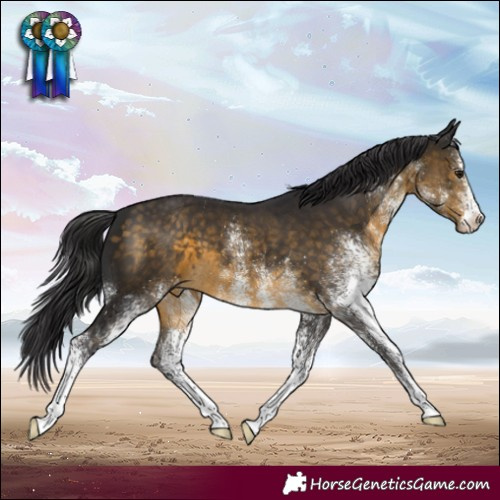 Horse Color:White Spotted Buckskin Appaloosa
