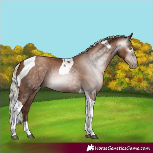 Horse Color:Gray Silver Black Pearl Tobiano