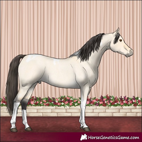 Horse Color:Buckskin Roan Dun Tobiano