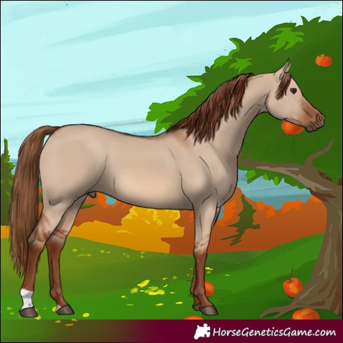 Horse Color:Red Dun