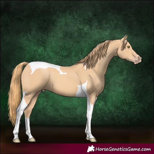Horse Color:Gold Champagne Tobiano